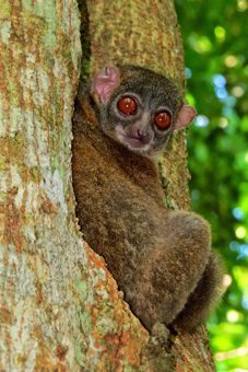 A lemur at Lokobe reserve, Madagascar