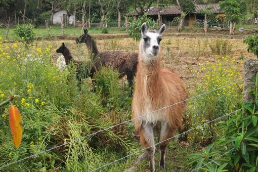 llamas in Otavalo