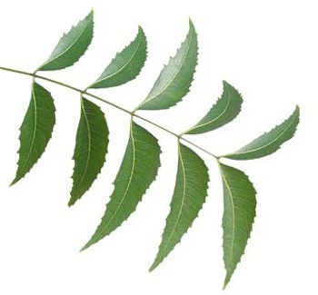 neem leaves for when a child gets sick