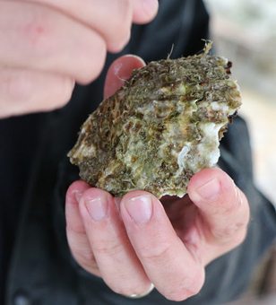 A close-up of one of Luko Maskaric's oysters