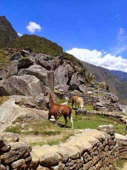 Friendly alpacas in Machu Picchu. 