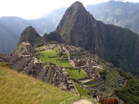 A lone alpaca at Machu Picchu.