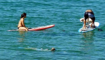 Dogs get into the paddleboard action too.