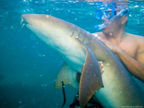 Swimming with nurse sharks in Ambergris Caye Belize. Paul Shoul photo.