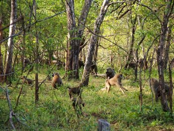 Baboons in the forest at Mole Park, Ghana.