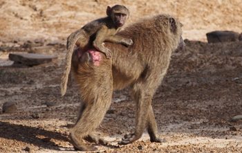 An olive baboon with its infant.