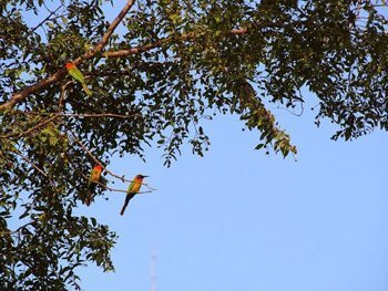 The red-throated bee eaters.