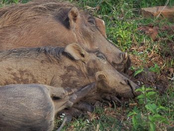 Resting warthogs in Mole Park, Ghana, Africa.