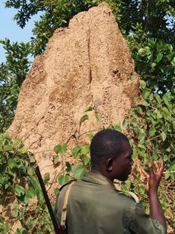 A guard in front of a termite mound in Mole National Park.