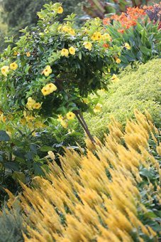 Layered banks of colour - 'Century Yellow' Celosia and Allamanda on Flower Garden Walk.
