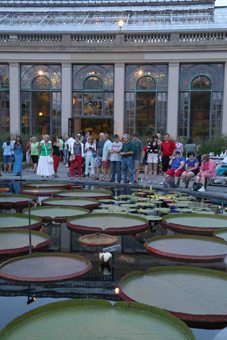 The Conservatory - Victoria 'Longwood Hybrid' water-platters attract crowds.