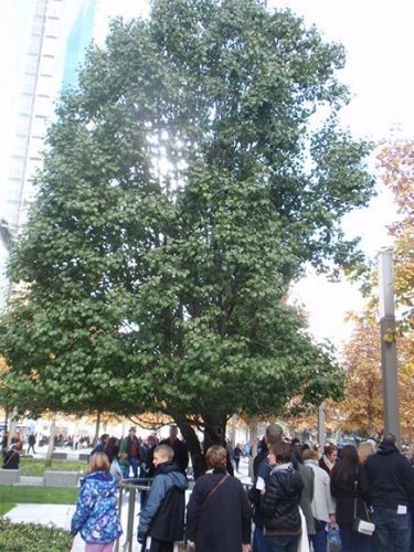 Survivor Tree Leaves  National September 11 Memorial & Museum