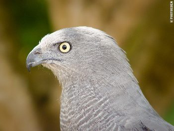 A falcon at a park in Brazil.