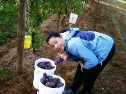 Harvest time at Sweet Cheeks Winery