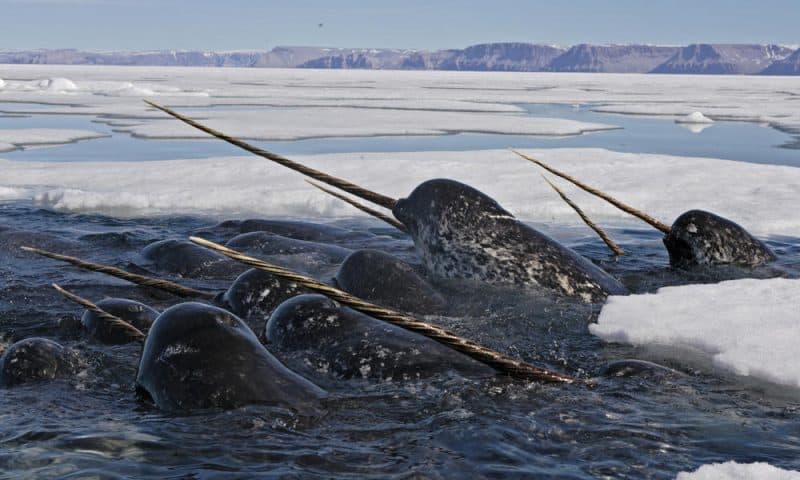 Narwals gather in the Arctic. Paul Nicklen photo.