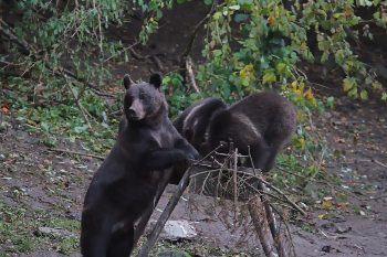 A mother and cubs in Romania.