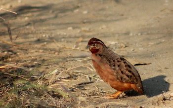 A partridge.