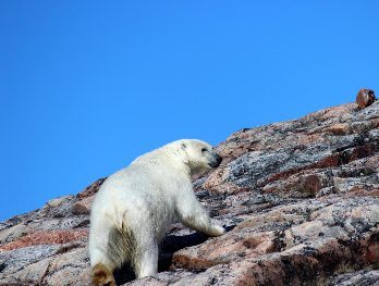 polar bear walks along the rocks in the Arctic