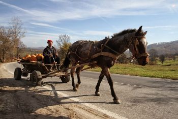 Romanian horse cart.