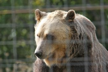 A bear at the sanctuary