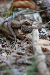 Other animals await while in pursuit of the bears, like this snake.