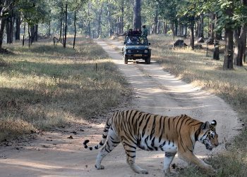 A tiger in the Pench National Park, India. photos by Mridula Dwivedi.