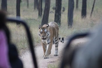 A tigress approaches.