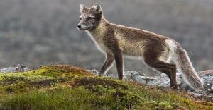 Arctic Fox Sermilik Fjord