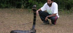 A tour guide interacting with a King Cobra