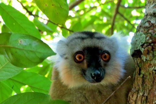close-up-lemur
