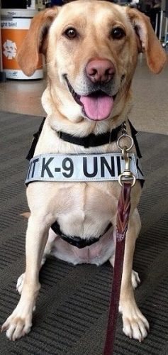 bomb sniffing dog