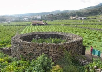 A traditional Pantellerian circular enclosure known as a Giardino Pantesco.