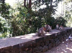 Monkeys by the roadside.