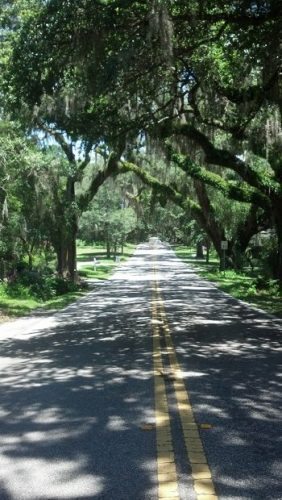 Floral City's famous "Avenue of Historic Oaks".