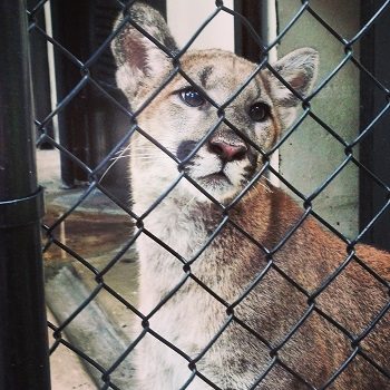 Yuma, the newest addition to the Homosassa Springs family.