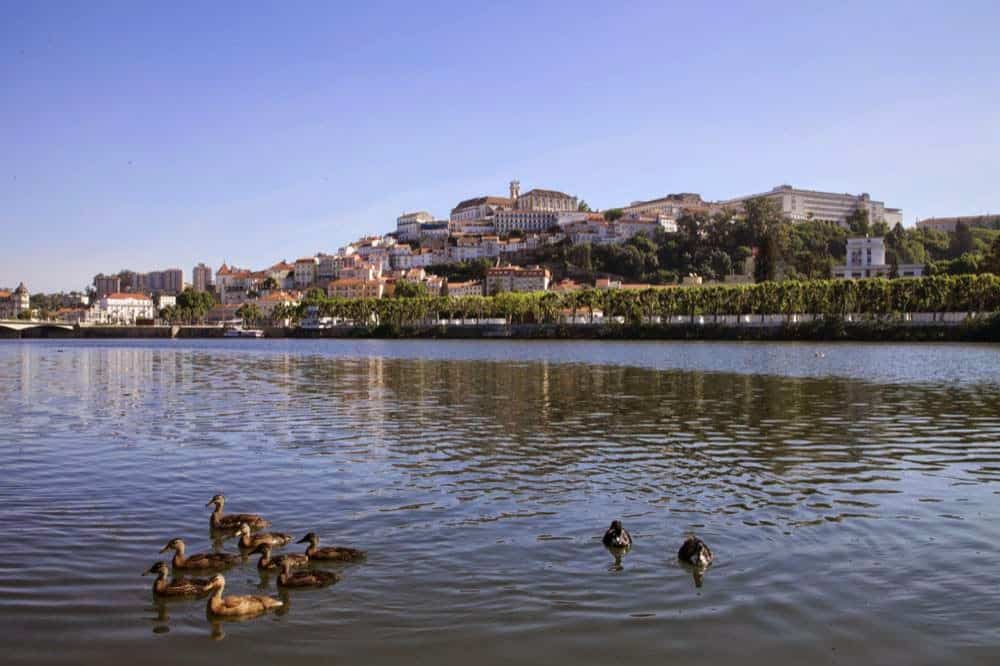 ducks in Coimbra