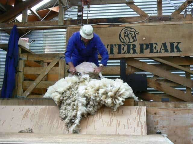 A sheep shearer at Walter Peak farm in Queenstown, NZ. Max Hartshorne photo.