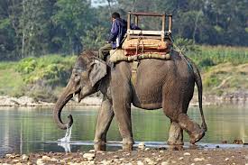 Ride and Indian Elephant near tribe