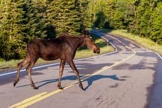 A moose crossing the road in Pittsburg, NH. It's a common sight.
