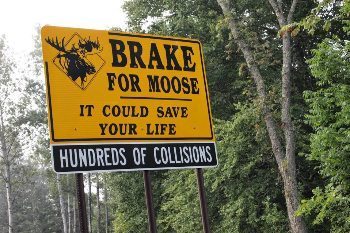 Moose are abundant and a big danger if you hit one with a car up in the North Country.
