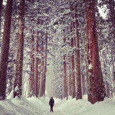 Togakushi, Japan (Path to Oku-sha shrine): A majestic moment. Sometimes Nature reminds us how truly small we are. Bre Power Easton photos.