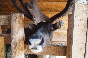 Comet the reindeer at Vermont Reindeer farm.