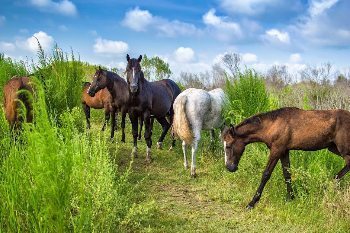 Wild horses in Gainesville, Florida.
