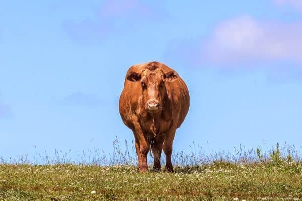 An Annapolis Valley happy cow