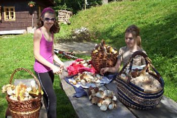 baskets of mushrooms