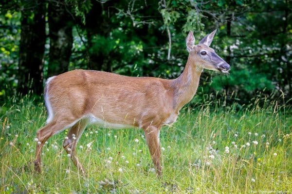 a white tailed deer at Kejimkujik National Park, Nova Scotia.