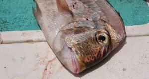 A fresh snapper for ceviche, just caught.