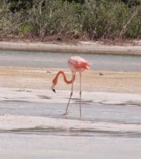 Flamingoes live in great numbers for a part of the year on Isla Holbox.