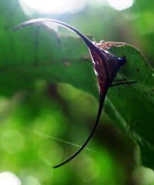 Spiny orb-weaver (Gasteracantha arcuata) spider.