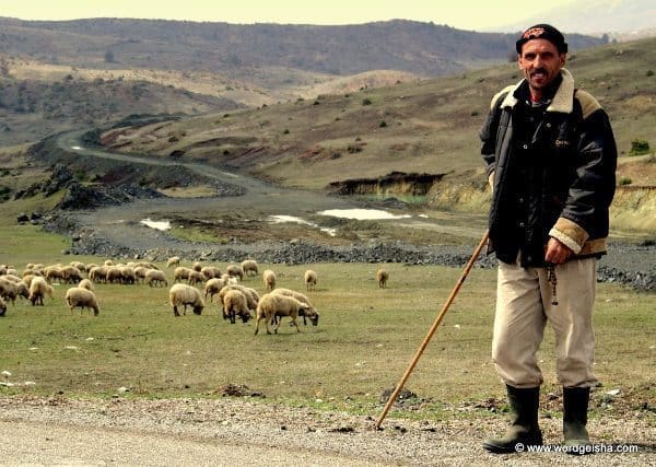 Shepherd by the road